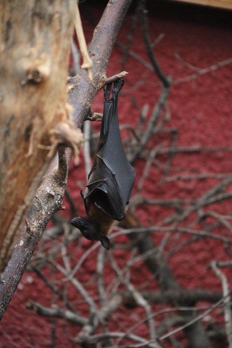Black Bat Flower