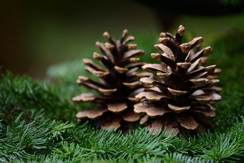 Cycad Cones