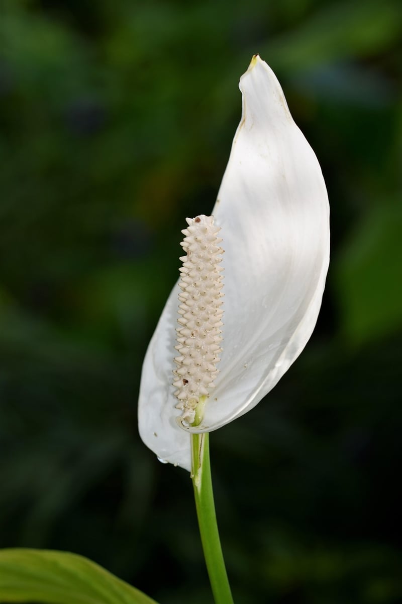 Dragon Arum