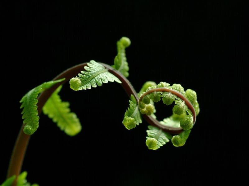 Fern Sori