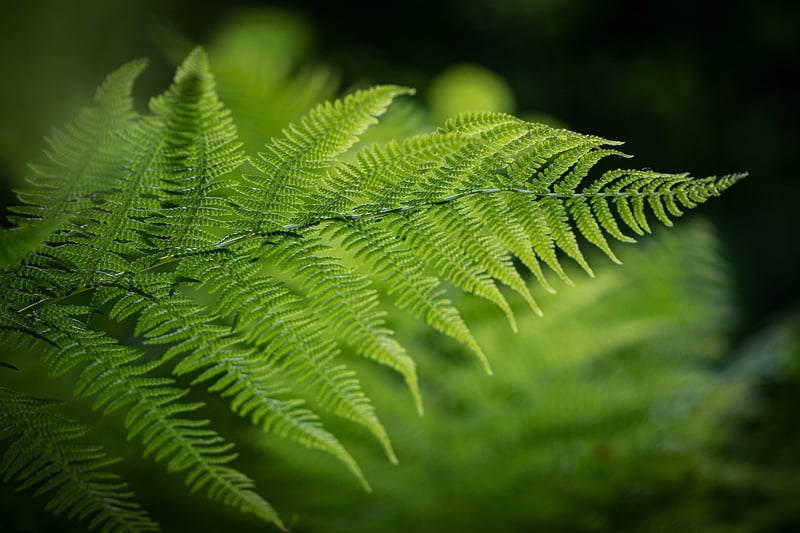 Ferns
