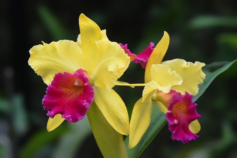Orchid Cattleya