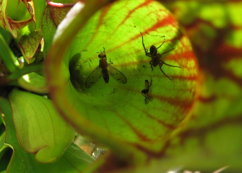 Pitcher Plant
