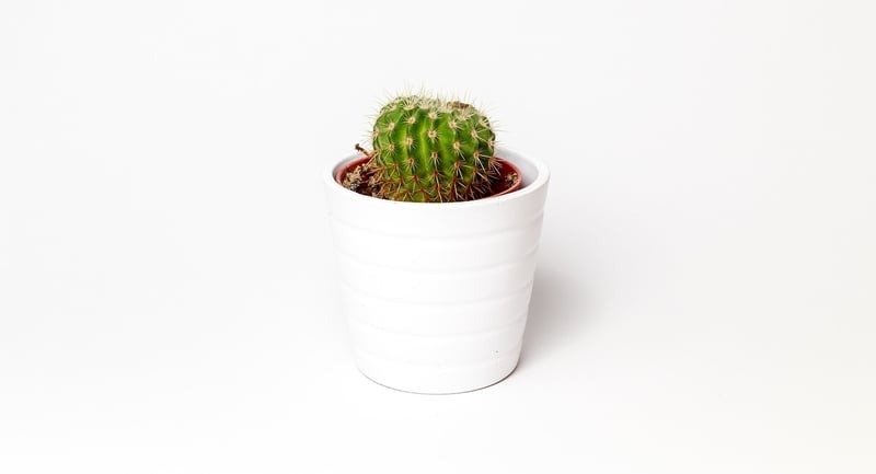 Succulents